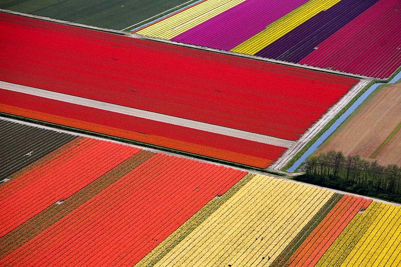 tulip-holland-2026