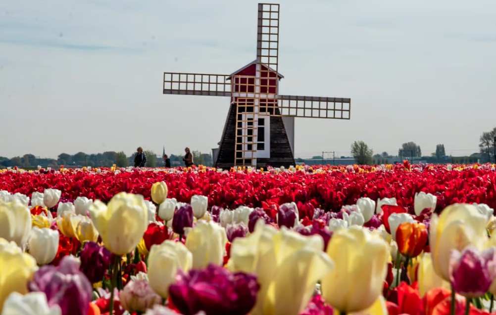 Combi-ticket Keukenhof & Tulip Experience & Bus/Coach from Amsterdam