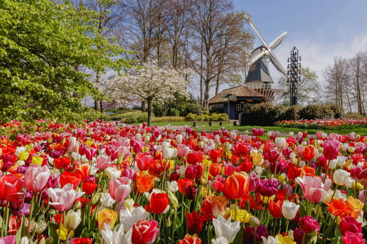 Keukenhof Entrance Ticket