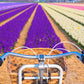 Bike tour (small groups)