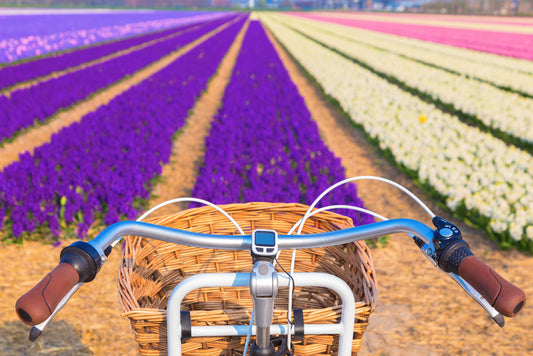Bike tour (small groups)